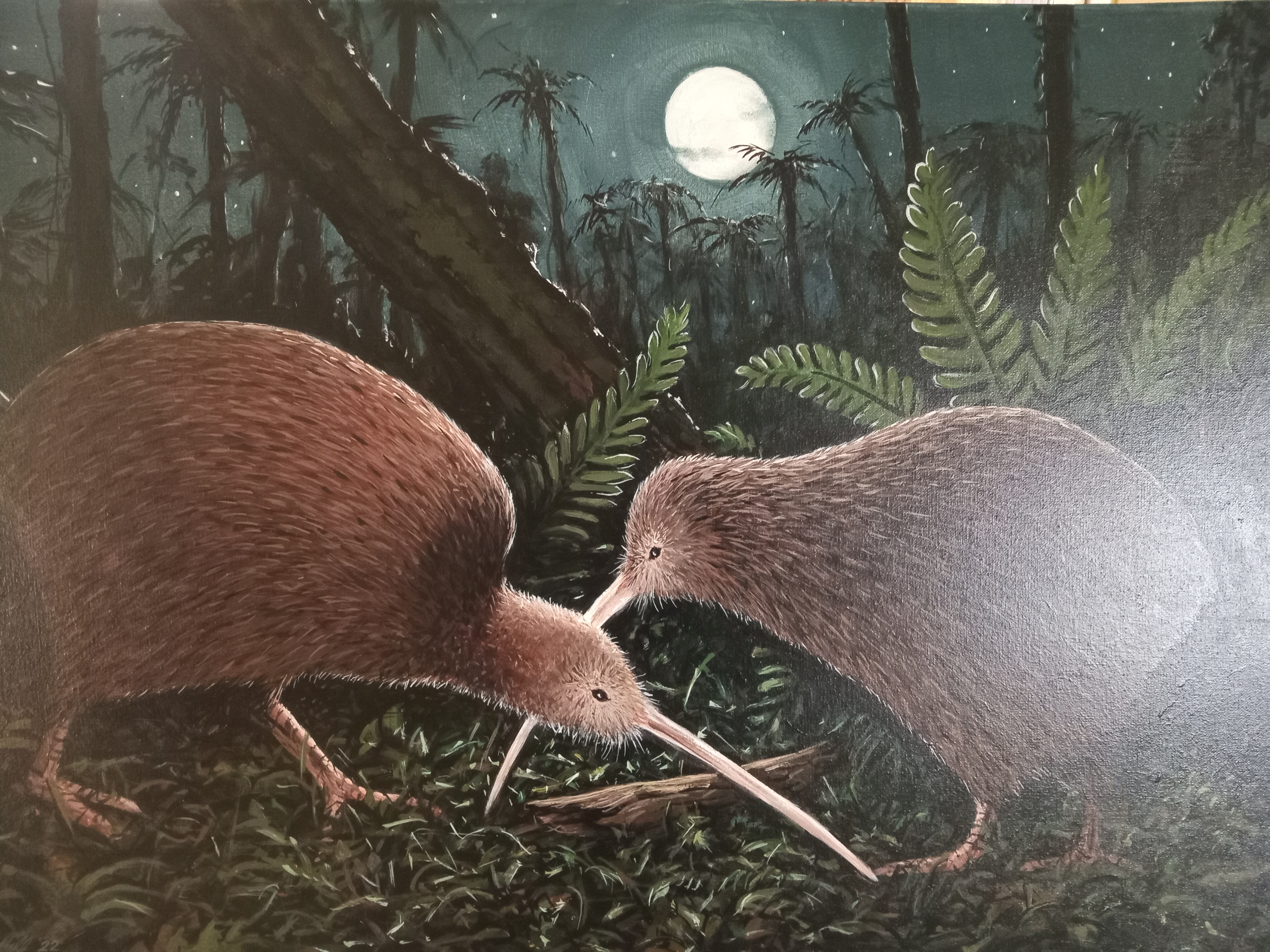 Kiwi night play