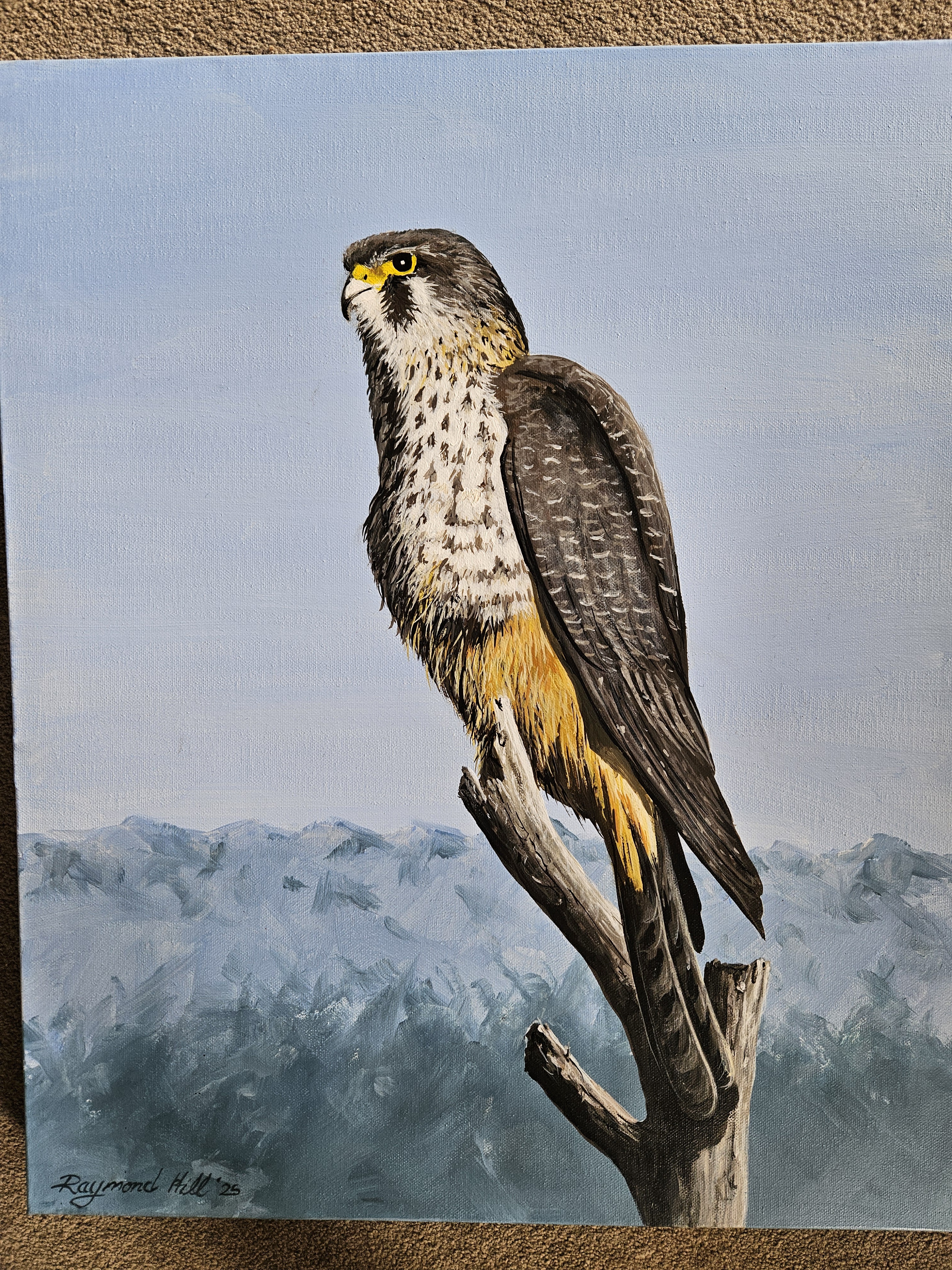 Karearea NZ Falcon